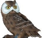 227900 brown owl white face